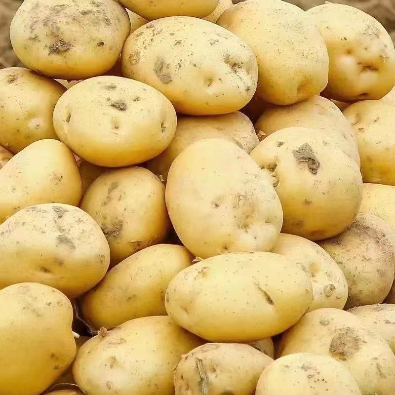 精品黄心土豆沙地土豆产地直发品质保证欢迎联系