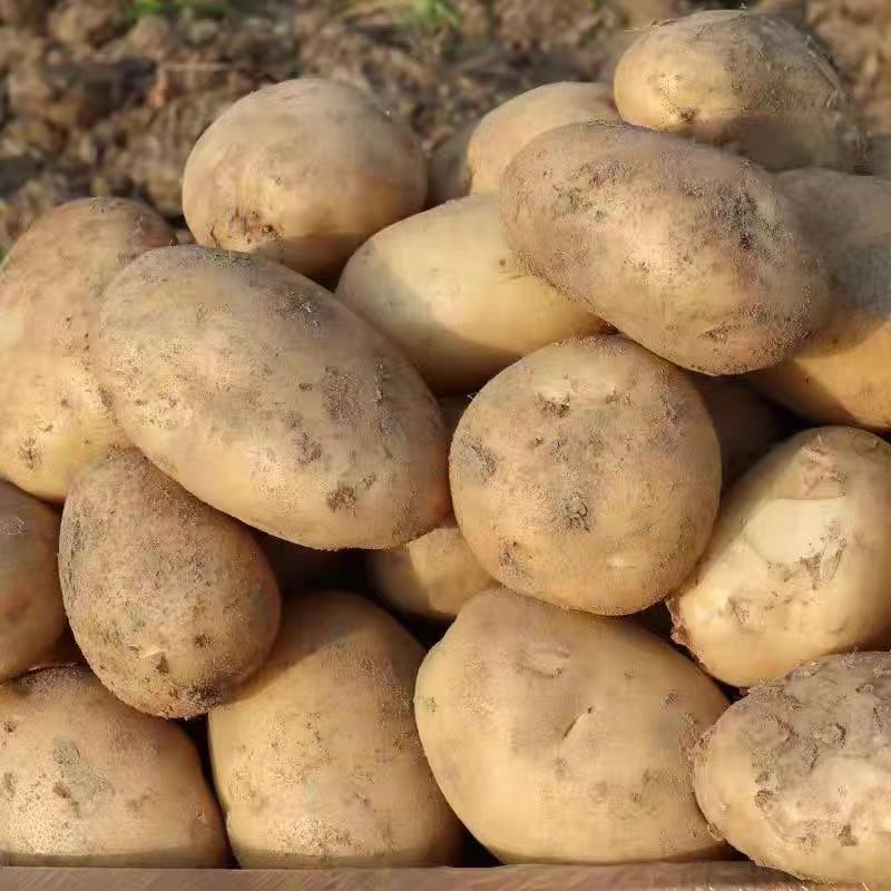 精品土豆226土豆甘肃万亩土豆基地视频看货品质保证
