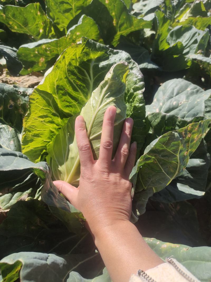 牛心白菜鸡心白菜甘蓝包菜牛心白菜千亩基地量大从优