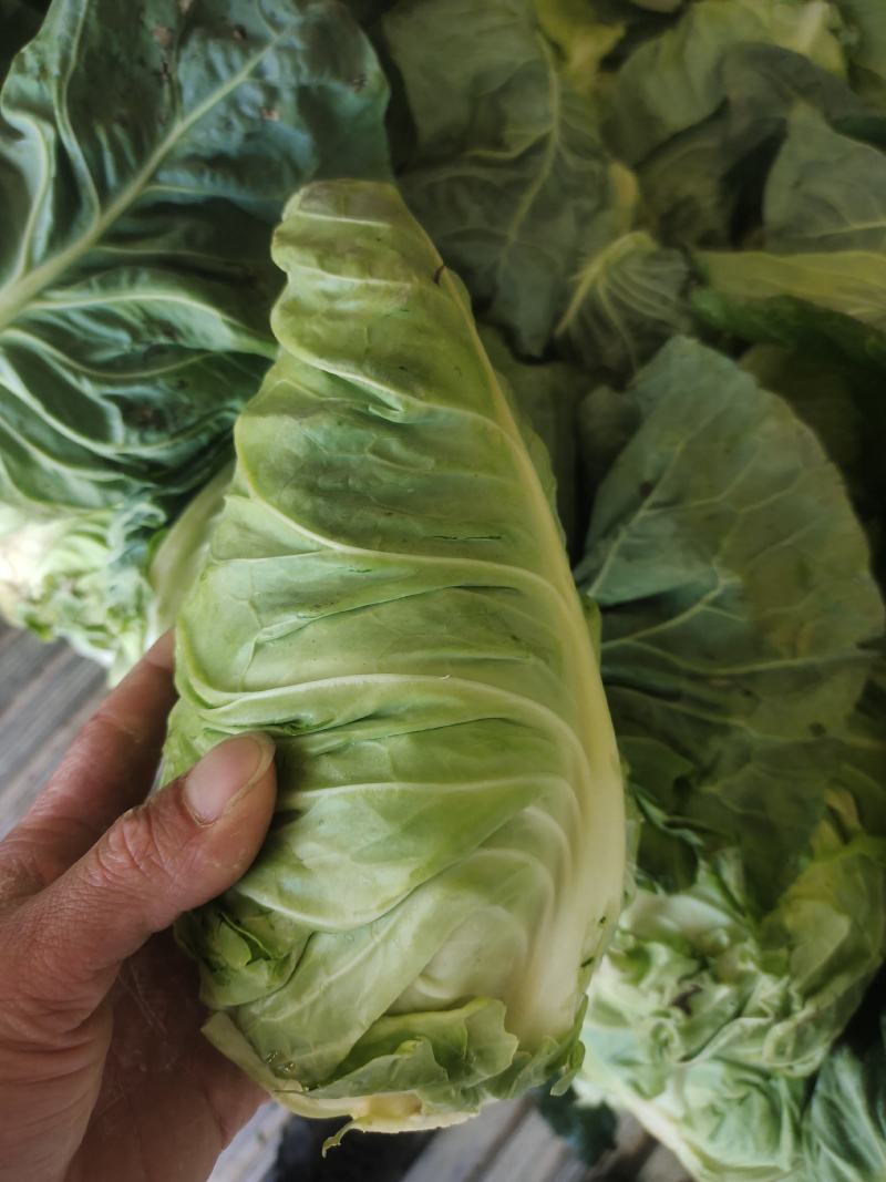 牛心白菜鸡心白菜甘蓝包菜牛心白菜千亩基地量大从优