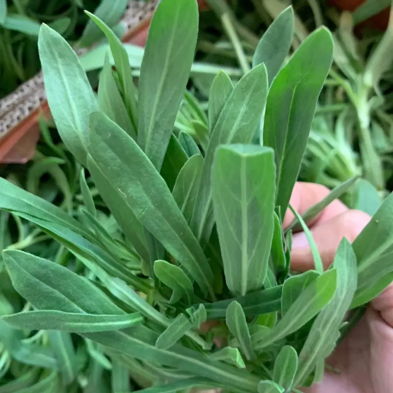 荐】基地种植面条菜大量供应常年有货全国直发支持看货