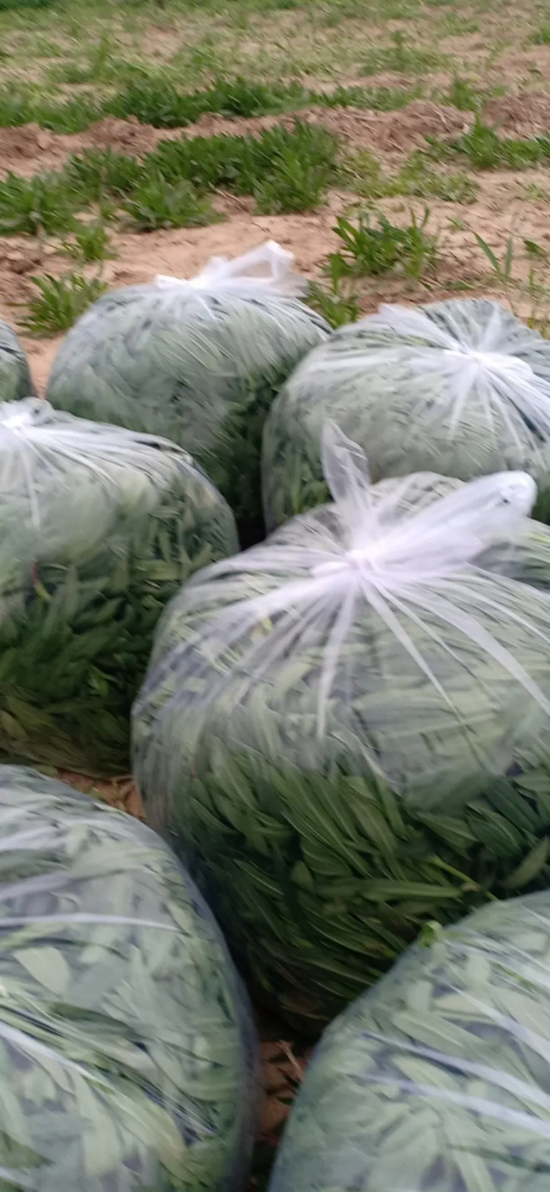 荐】基地种植面条菜大量供应常年有货全国直发支持看货