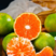 【精品蜜橘】湖南蜜橘产地直供现摘现发一手货源皮薄多汁电联优惠