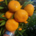 【精选柑橘】叶桔蜜橘湖南直发规格齐全量大从优新鲜采摘电联优惠
