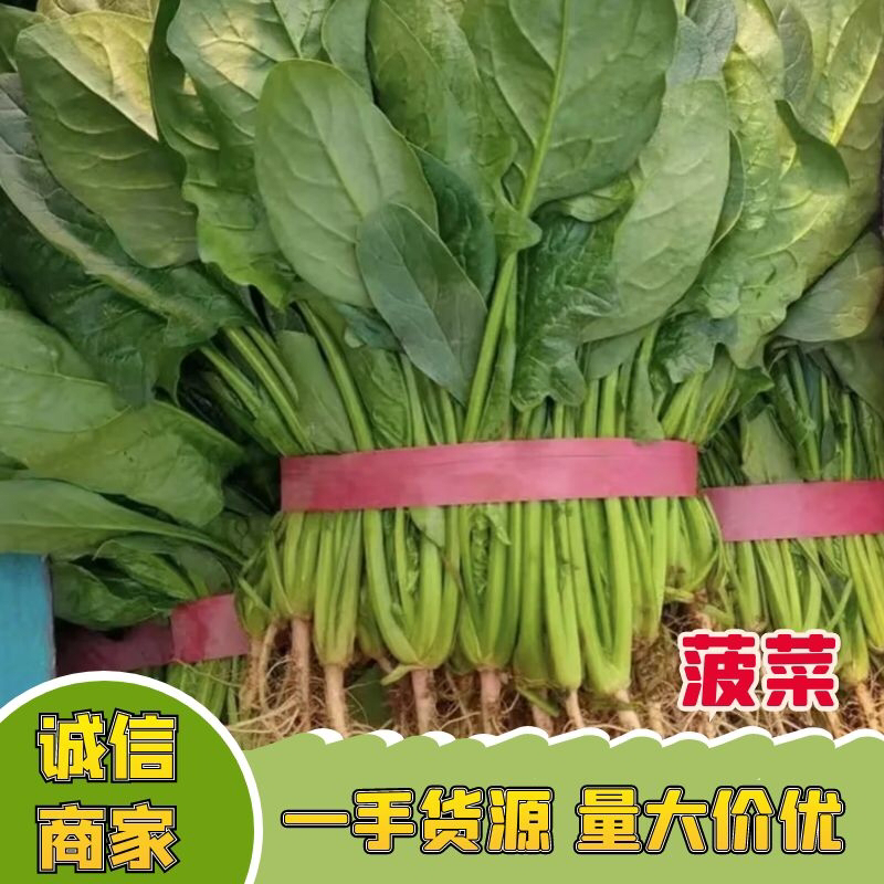 河北菠菜大叶菠菜15~20厘米-产地直供-品质保证
