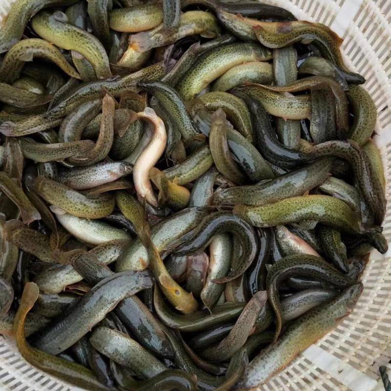 专业的养殖基地，量大从优台湾泥鳅，各种规格保证品质