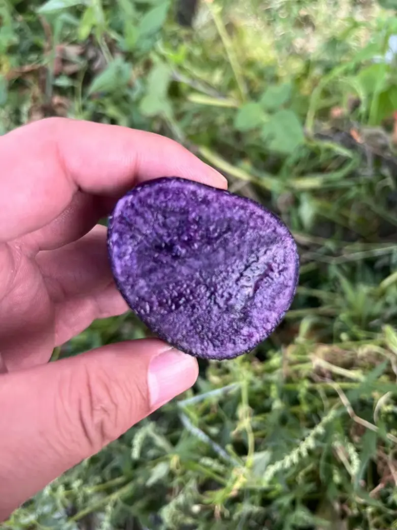 【自家种】紫土豆现摘打包口感好品质好价格低24小时速发