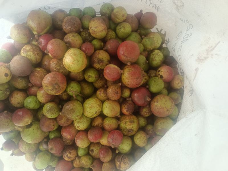 中小仔山油茶果