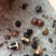 中小仔山油茶果