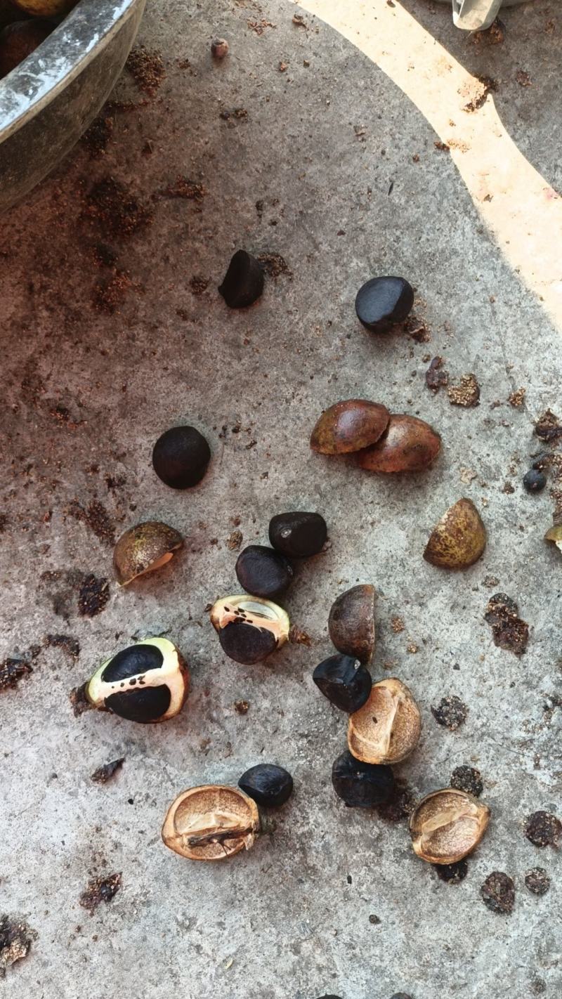 中小仔山油茶果