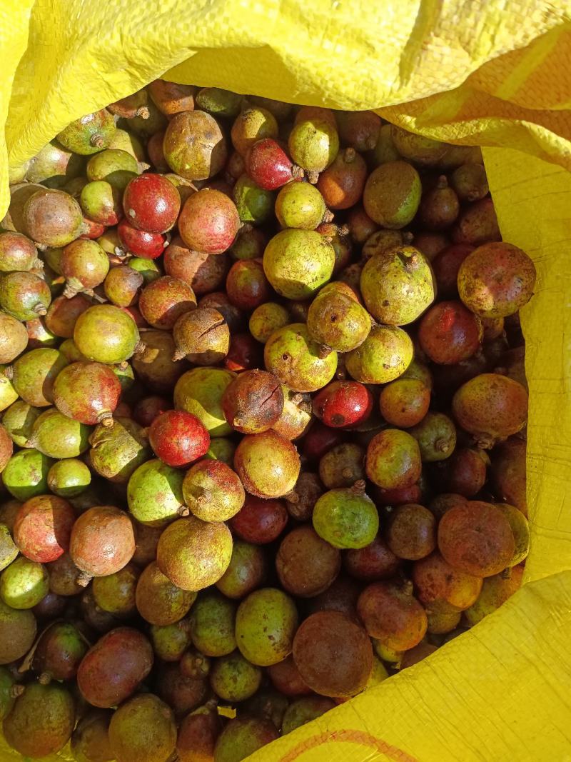 中小仔山油茶果