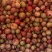 中小仔山油茶果