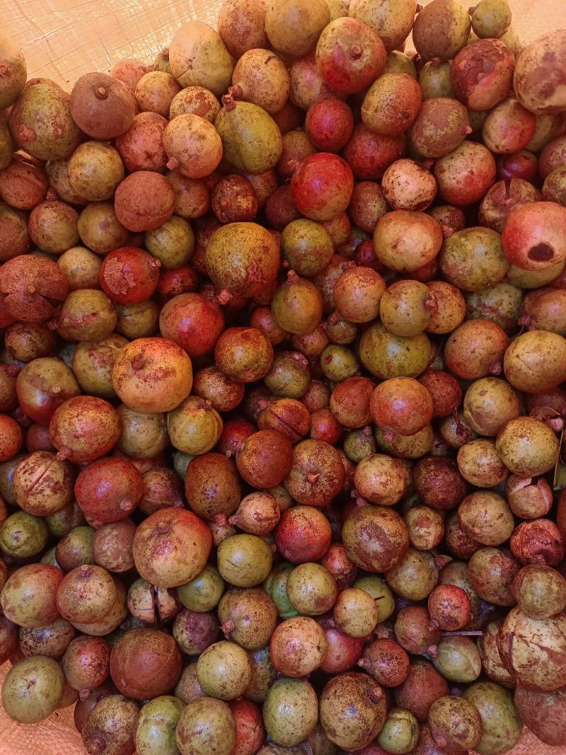 中小仔山油茶果