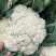 精品松花菜河北花菜白面青梗散花有机花菜代发全国