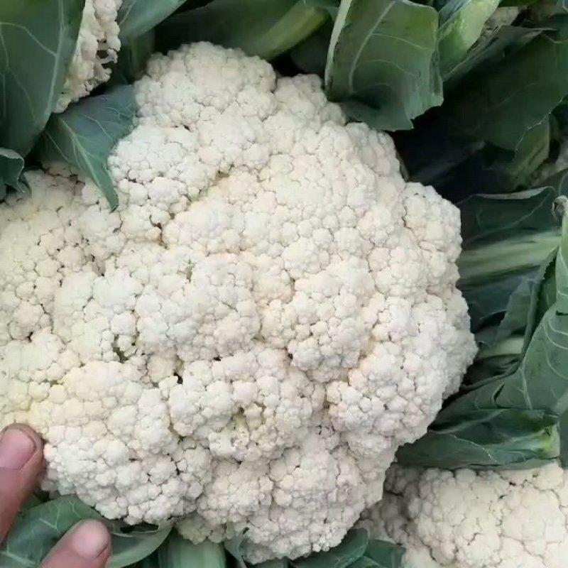 精品松花菜河北花菜白面青梗散花有机花菜代发全国