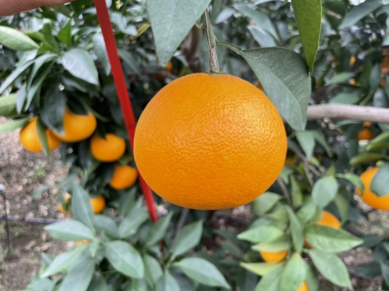 蜜橘整车对接，电商市场商超社区团购，保质保量