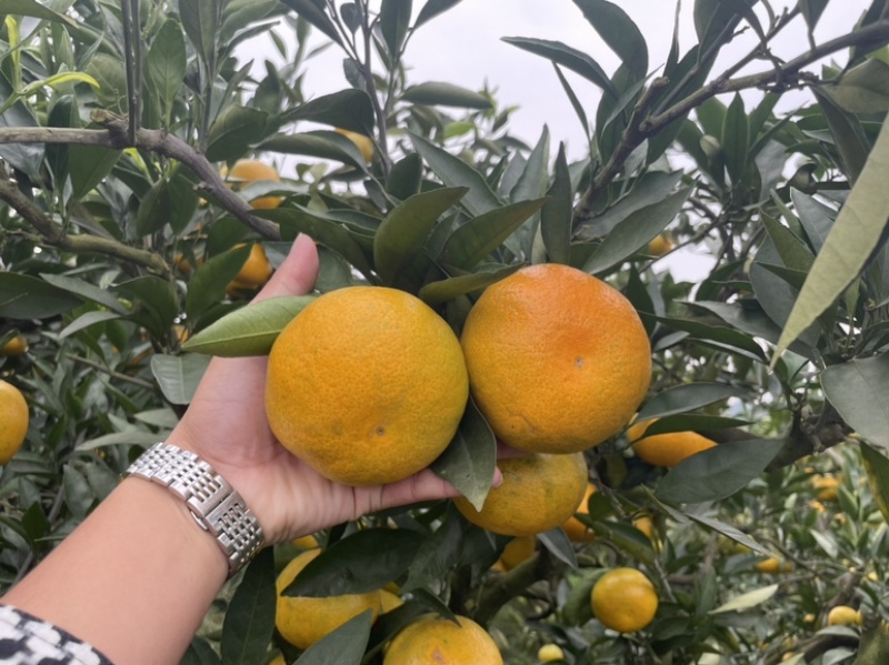 蜜橘整车对接，电商市场商超社区团购，保质保量