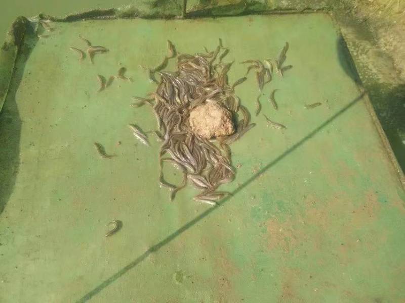 精品泥鳅，台湾泥鳅，大中小，各种规格，专业养殖基地