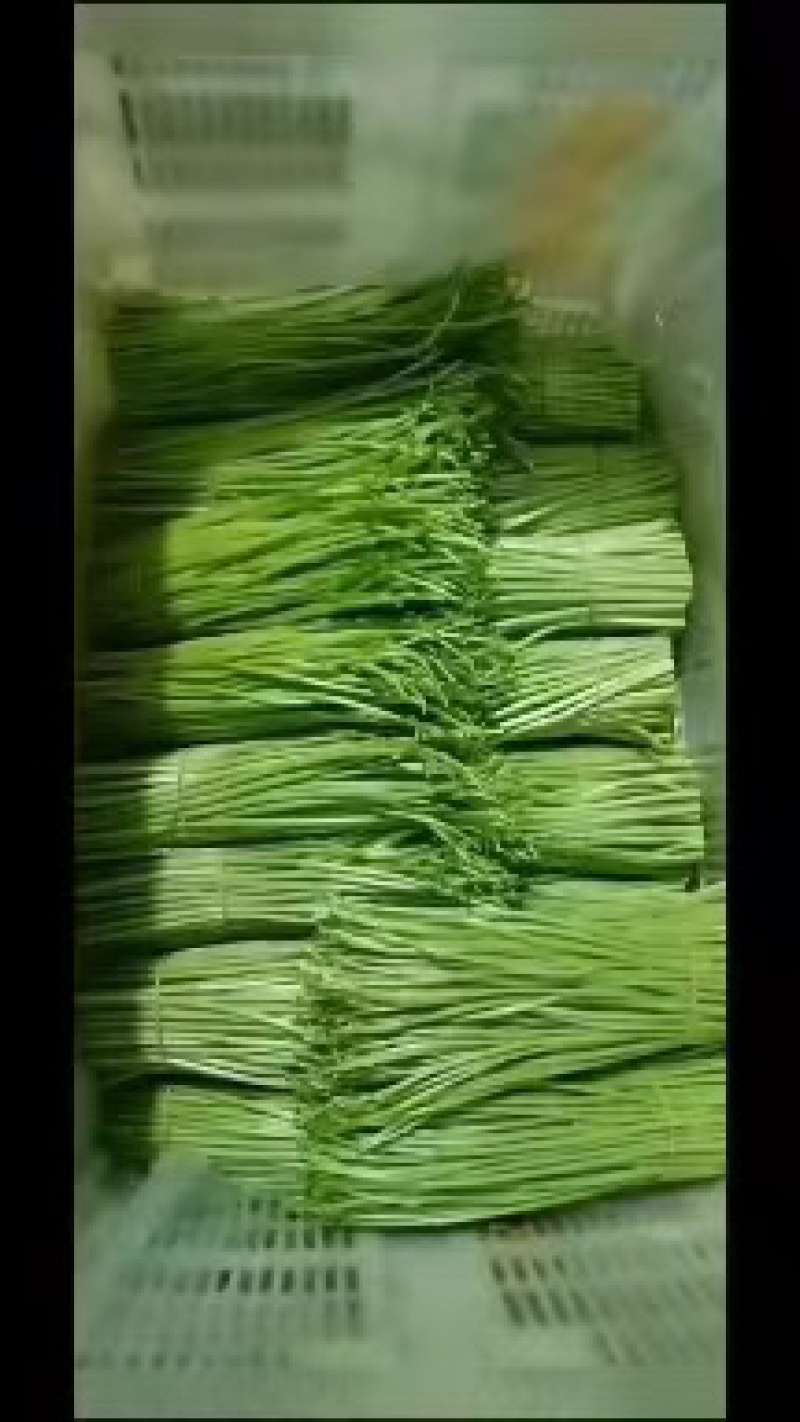 芦蒿