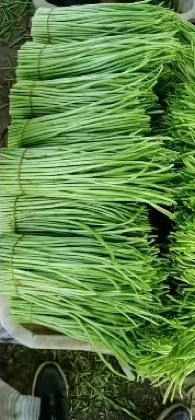 芦蒿