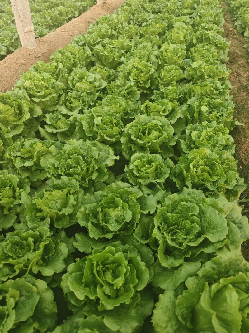 意大利生菜大棚头茬货量充足价格稳定一手货源产地直发