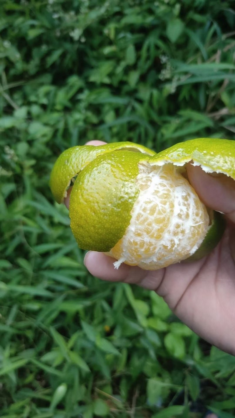 皇帝柑