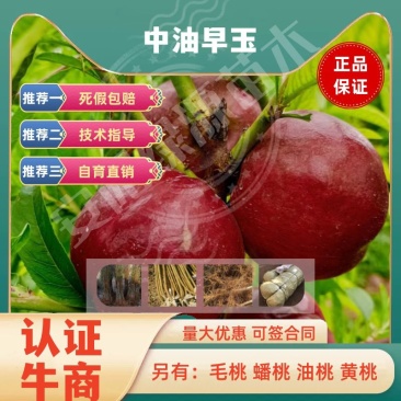 中油早玉5月早熟油桃苗白肉红果另有毛桃苗蟠桃