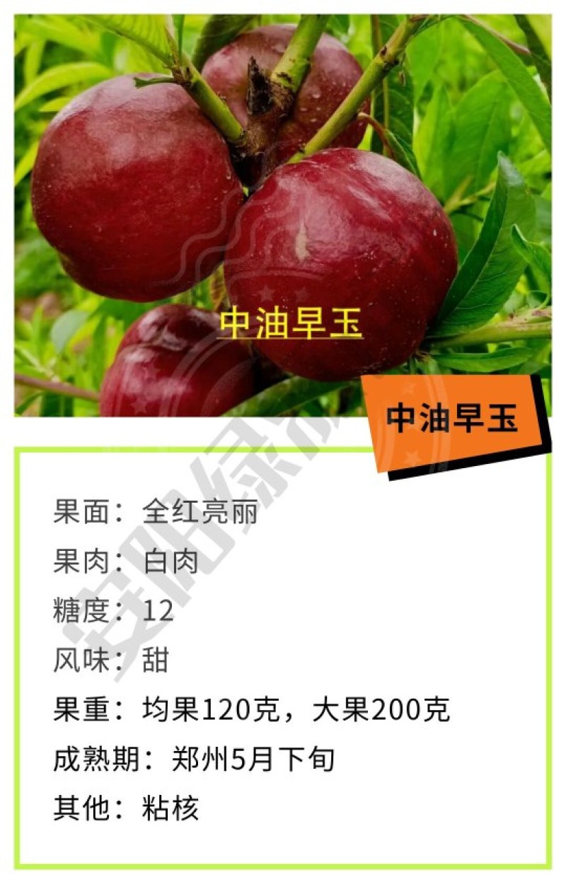 中油早玉5月早熟油桃苗白肉红果另有毛桃苗蟠桃