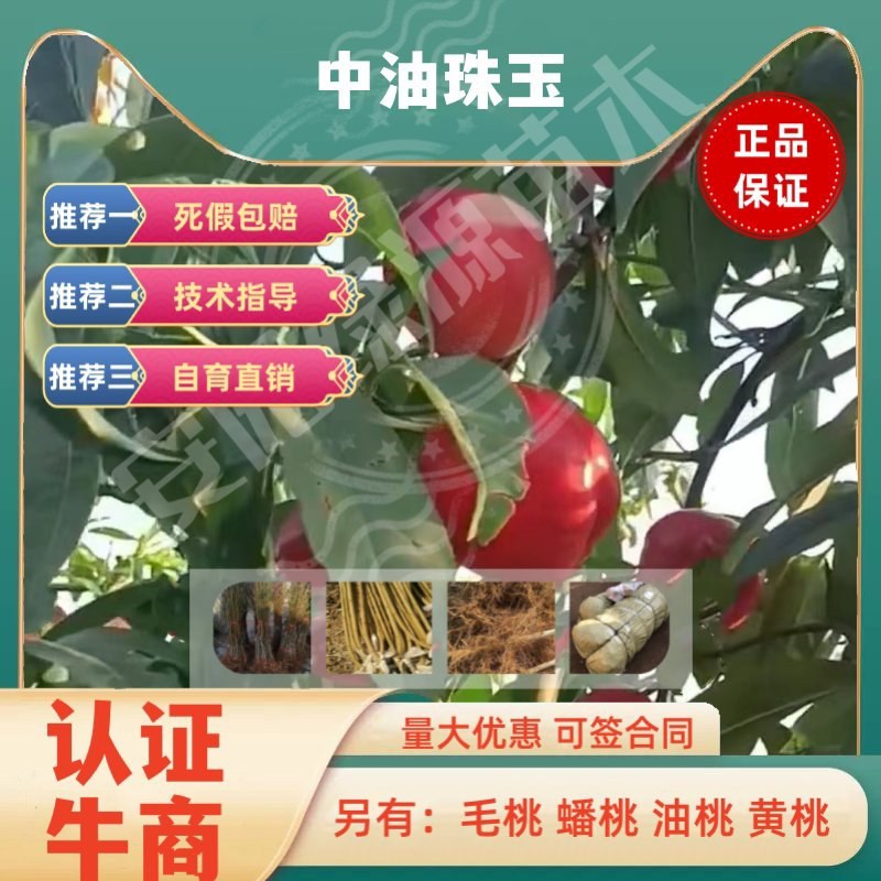 中油珠玉5月早熟油桃苗极特甜丰产量另毛桃苗蟠桃苗