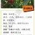 中油珠玉5月早熟油桃苗极特甜丰产量另毛桃苗蟠桃苗