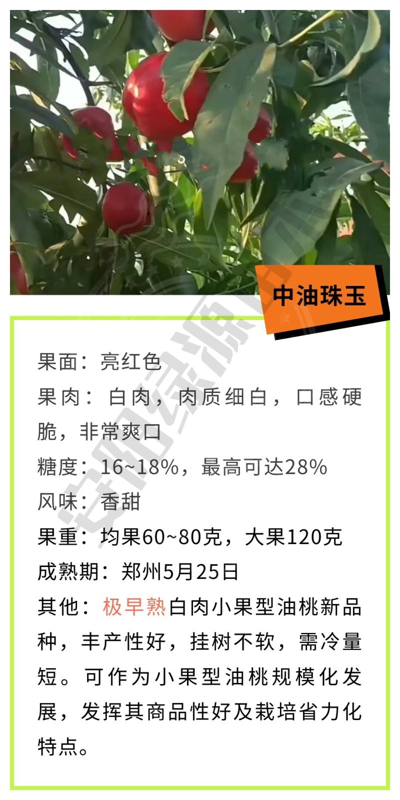 中油珠玉5月早熟油桃苗极特甜丰产量另毛桃苗蟠桃苗