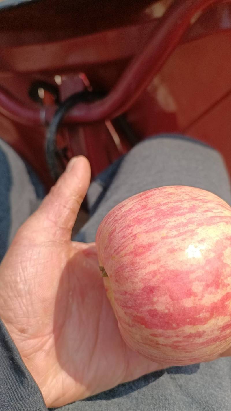 红富士苹果