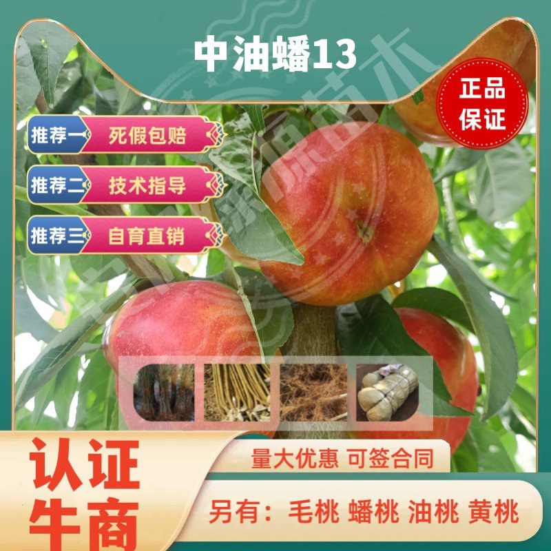中油蟠13六月早熟油蟠桃苗小果高糖度另毛桃苗黄桃苗