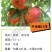 中油蟠13六月早熟油蟠桃苗小果高糖度另毛桃苗黄桃苗