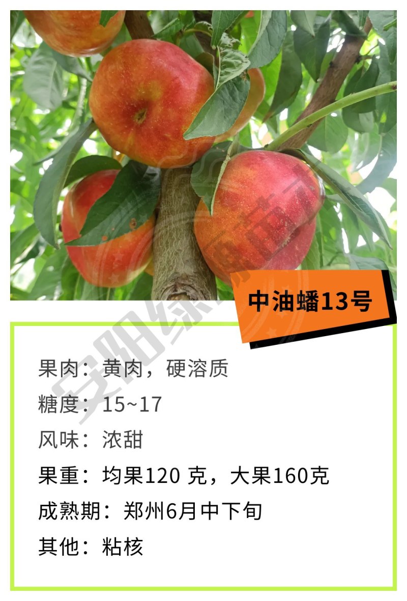 中油蟠13六月早熟油蟠桃苗小果高糖度另毛桃苗黄桃苗