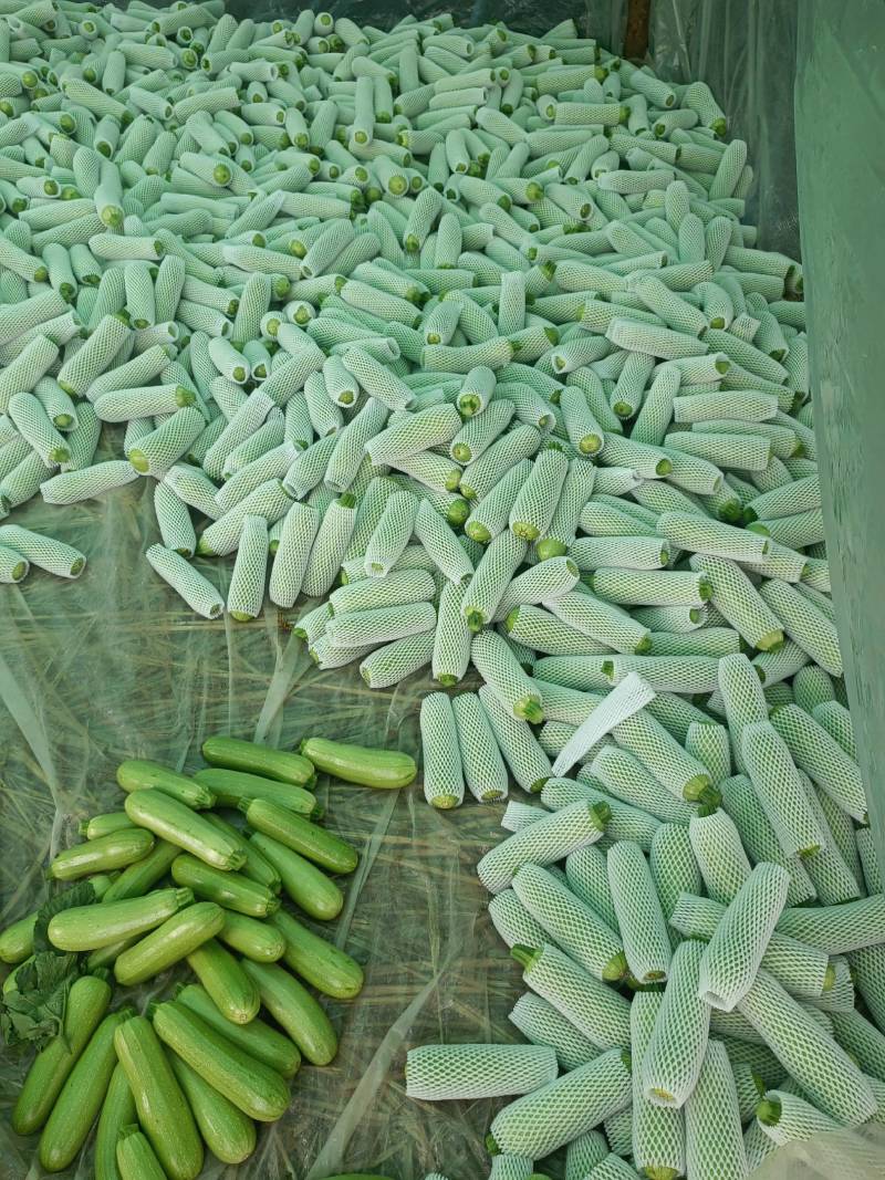 云南小瓜西葫芦大量供应保质保量对接全国市场量大从优