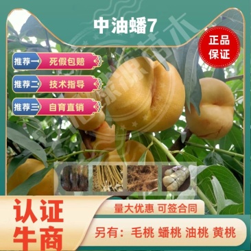 中油蟠7七月早熟特大油蟠桃苗高甜度浓甜另有黄桃苗