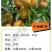 中油蟠7七月早熟特大油蟠桃苗高甜度浓甜另有黄桃苗