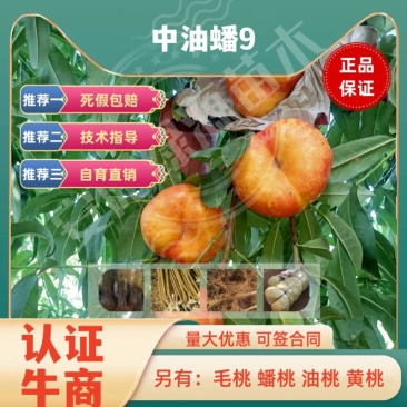 中油蟠9七月早熟大果油蟠桃苗中大果糖度高另有红桃苗