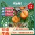 中油蟠9七月早熟大果油蟠桃苗中大果糖度高另有红桃苗