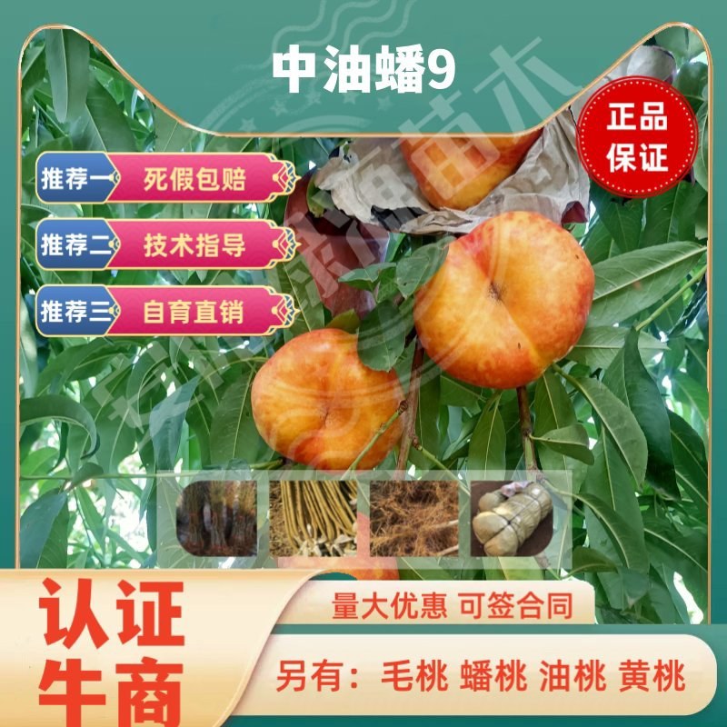 中油蟠9七月早熟大果油蟠桃苗中大果糖度高另有红桃苗