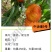 中油蟠9七月早熟大果油蟠桃苗中大果糖度高另有红桃苗