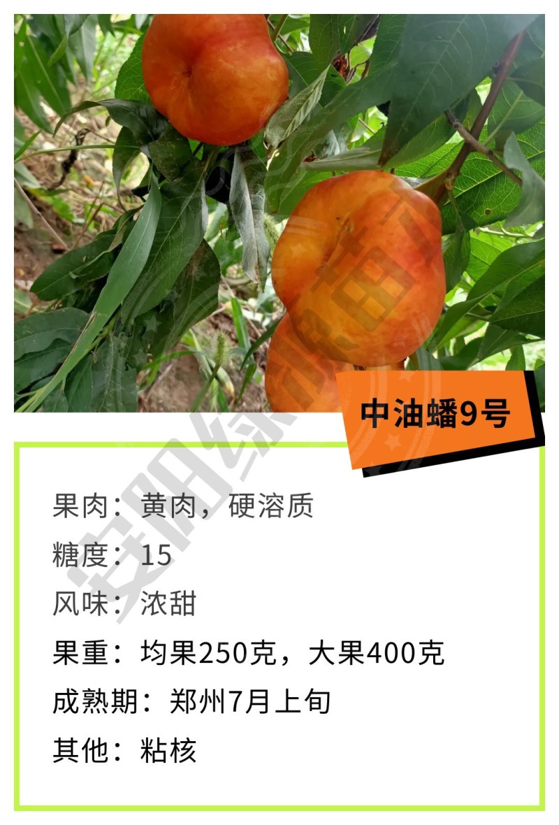 中油蟠9七月早熟大果油蟠桃苗中大果糖度高另有红桃苗