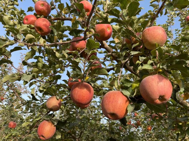 新疆阿克苏冰糖心苹果红富士苹果8斤装/箱，大量供应可视频看货