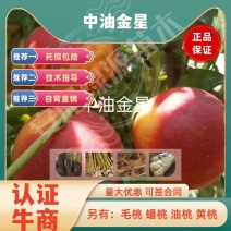 中油金星6月早熟油桃苗小果高糖另毛桃苗蟠桃苗血桃苗