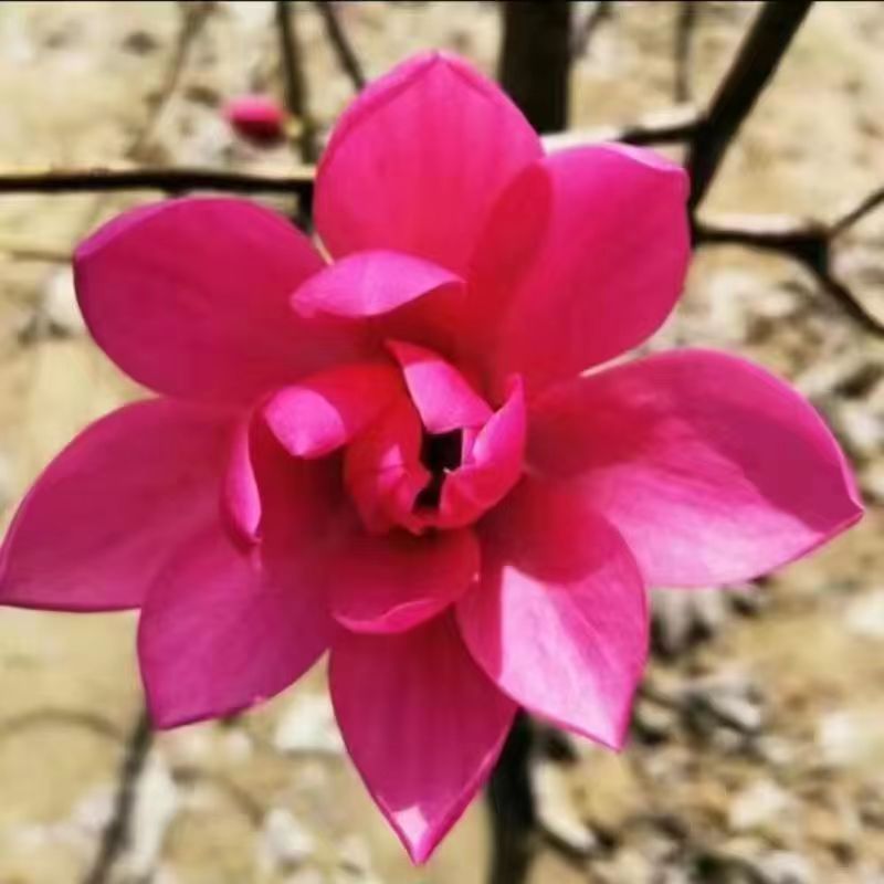 新品玉兰花树苗四季开花嫁接苗红黄白紫玉兰树苗盆栽地栽苗