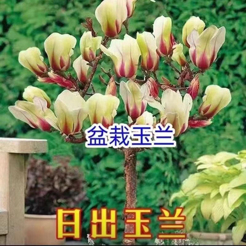 新品玉兰花树苗四季开花嫁接苗红黄白紫玉兰树苗盆栽地栽苗