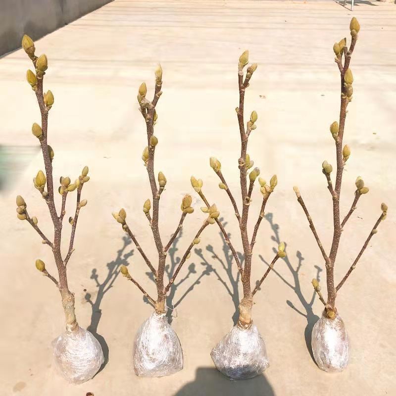 新品玉兰花树苗四季开花嫁接苗红黄白紫玉兰树苗盆栽地栽苗