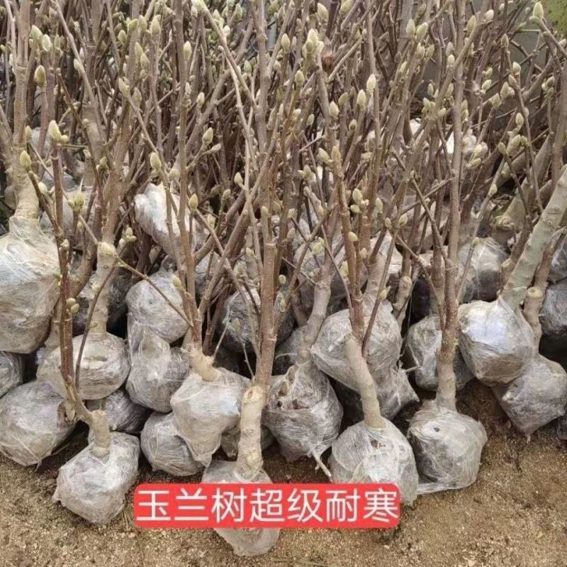 新品玉兰花树苗四季开花嫁接苗红黄白紫玉兰树苗盆栽地栽苗