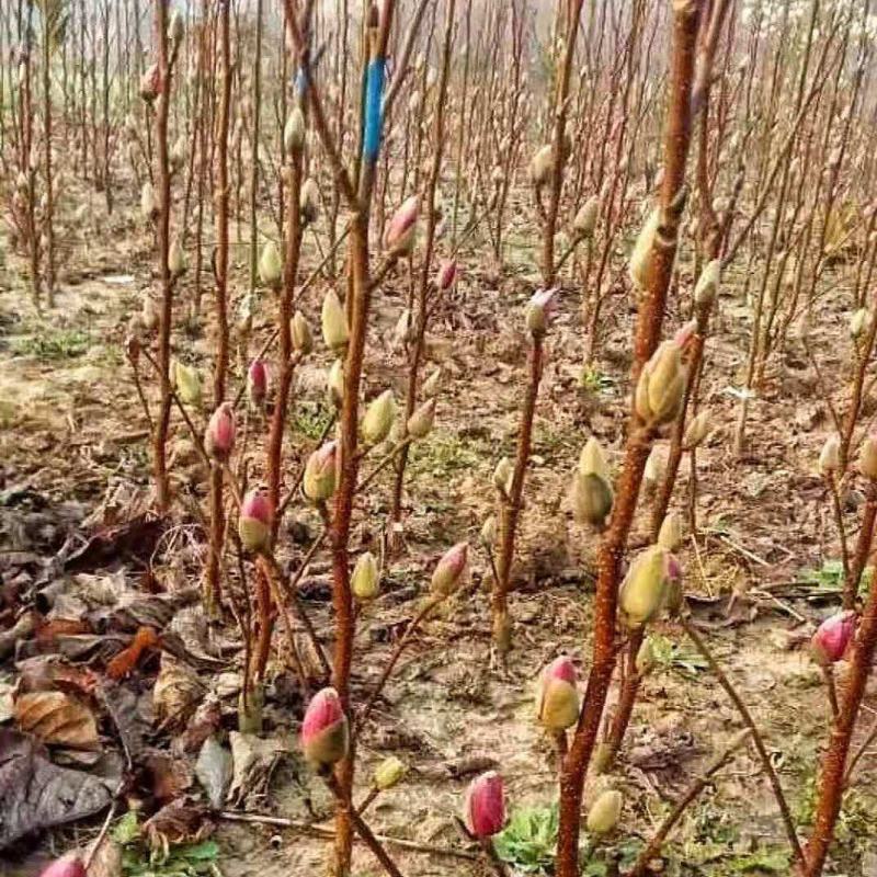 新品玉兰花树苗四季开花嫁接苗红黄白紫玉兰树苗盆栽地栽苗